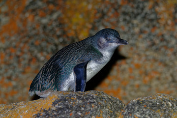 The little penguin (Eudyptula minor) is the smallest species of penguin. Tasmania, New Zealand © Michal