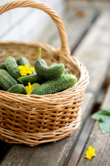 fresh cucumber in a basket