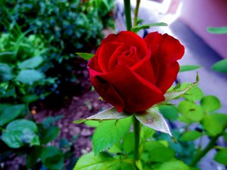rose,flower,garden,love,green,nature