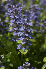Ajuga reptans