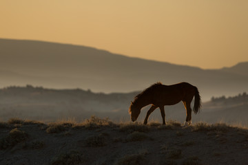 Fototapeta na wymiar American Mustang
