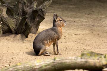 Patagonian cavy