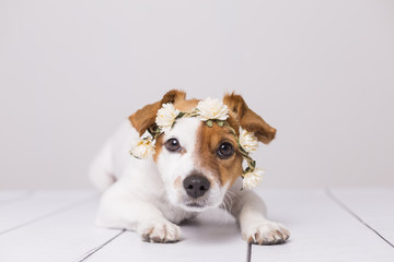 cute white and brown small dog wearing a white flowers crown over white background. Indoors. Love for animals concept. Lifestyle