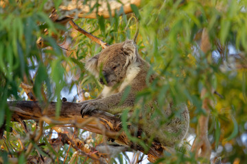 The koala (Phascolarctos cinereus, or, inaccurately, koala bear) is an arboreal herbivorous marsupial native to Australia