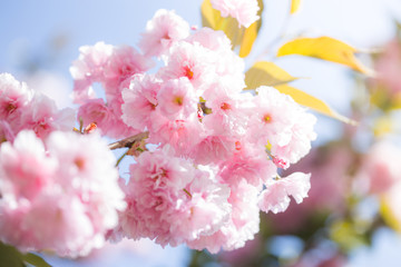 Cherry Blossom trees, Nature and Spring time background. Pink Sakura flowers