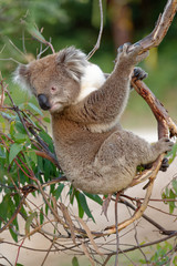 The koala (Phascolarctos cinereus, or, inaccurately, koala bear) is an arboreal herbivorous marsupial native to Australia