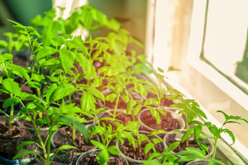 Sprouts of young greenery on the windowsill under the sun.