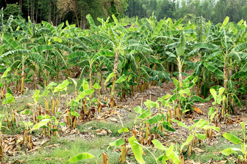 View of an Asian tropical banana field in Bangkok (Krung Thep), Thailand, Asia.