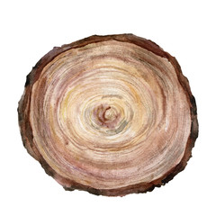 Watercolor cross section of a tree. Hand painted tree isolated on white background. Natural floral illustration for design, print, fabric or background.