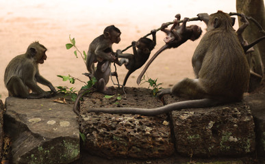 Monkeys and cute baby monkeys playing on the ruins of Angkor Wat in Siem Reap, Cambodia, Asia. Playful animals in natural environment.