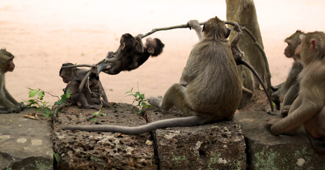 Monkeys and cute baby monkeys playing on the ruins of Angkor Wat in Siem Reap, Cambodia, Asia. Playful animals in natural environment.
