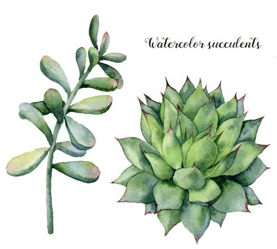Watercolor succulent and branch set. Hand painted flower and leaves isolated on white background. Natural floral illustration for design, print, fabric or background.