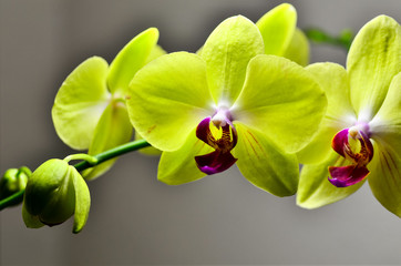 Orchid 