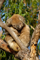 The koala (Phascolarctos cinereus, or, inaccurately, koala bear) is an arboreal herbivorous marsupial native to Australia