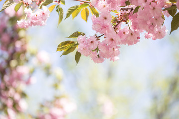 Cherry Blossom trees, Nature and Spring time background. Pink Sa