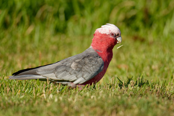 The galah (Eolophus roseicapilla), also known as the rose-breasted cockatoo, galah cockatoo, roseate cockatoo or pink and grey, is one of the most common and widespread cockatoos