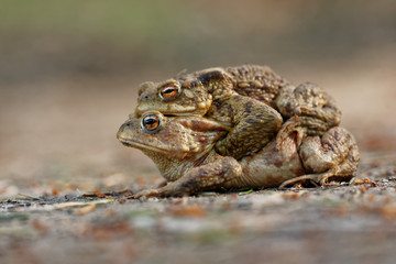The common toad, European (Bufo bufo), is an amphibian found throughout most of Europe. 