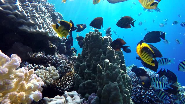 Life in the ocean. Tropical fish and coral reefs. Beautiful corals.
