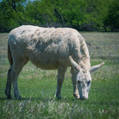 Fototapeta premium Donkey