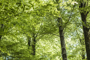 Fototapeta premium Wald im Frühling