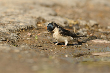 The common house martin (Delichon urbicum), sometimes called the northern house martin, nest...