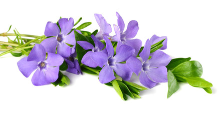 Fototapeta na wymiar Bouquet of blue periwinkle with green leaves isolated on white background. Vinca minor