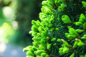 young spruce shoots