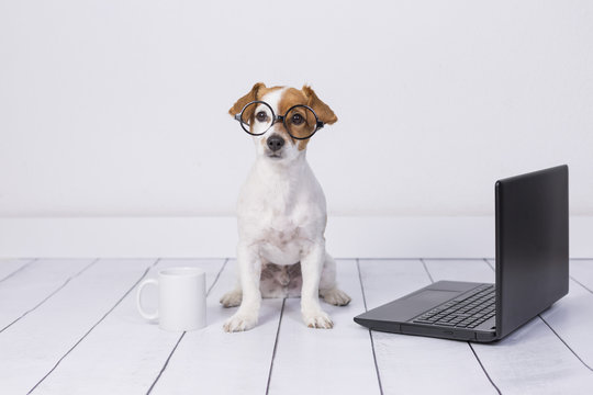 cute young small dog sitting on the floor and working on laptop. Wearing glasses and cup of tea or coffee besides him. Pets indoors