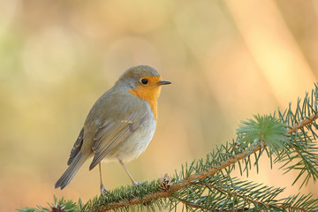 Fototapeta premium The European robin Erithacus rubecula in the spring