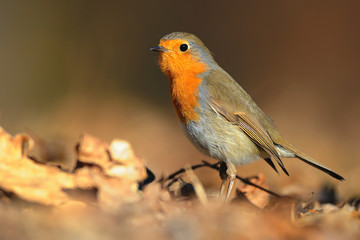 The European robin Erithacus rubecula in the spring