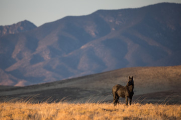 Wild Stallion in Nevada