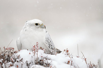The gyrfalcon is a bird of prey (Falco rusticolus), the largest of the falcon species.  It breeds on Arctic coasts and tundra, and the islands of northern North America, Europe, and Asia. Falling snow © Michal