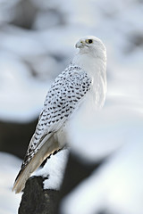 The gyrfalcon is a bird of prey (Falco rusticolus), the largest of the falcon species.  It breeds on Arctic coasts and tundra, and the islands of northern North America, Europe, and Asia. Falling snow