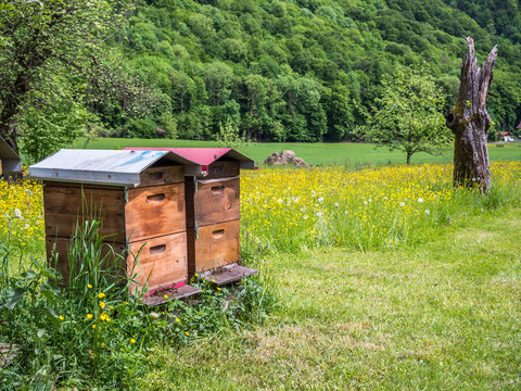 Bienenstock Holzhaus auf einer Frühlingswiese