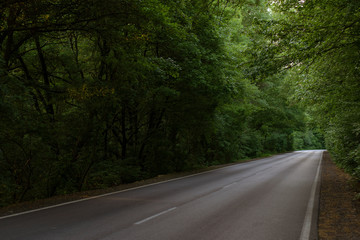Country road in forest