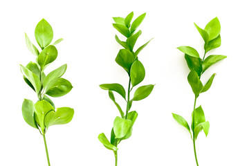 Summer concept. Bright greenery. Sprig with green foliage on white top view