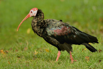 The northern bald ibis, hermit ibis, or waldrapp (Geronticus eremita) is a migratory bird found in barren, semi-desert or rocky habitats