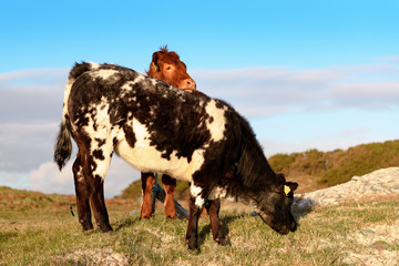 Two Irish cows on the grass standing close by one to another