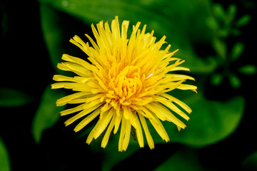 Yellow dandelion flower is blooming on the meadow