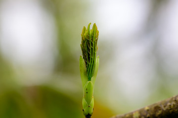 The firs spring leaf is just about to open