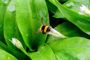 Thirsty bumblebee is drinking nectar from the wild garlic flower