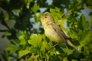 The icterine warbler (Hippolais icterina) is an Old World warbler in the tree warbler genus Hippolais. It breeds in mainland Europe