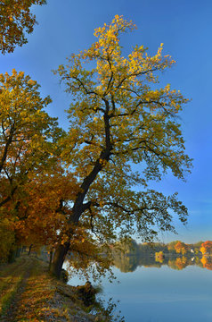 Autumn trees. Country side. Pond.