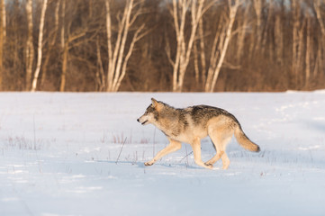 Fototapeta na wymiar Grey Wolf (Canis lupus) Runs Left in Snowy Field