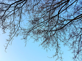 Branches pictured from beneath on a blue sky