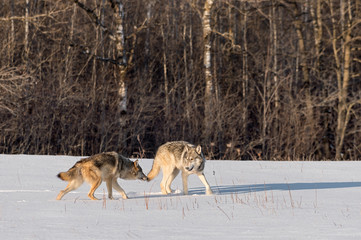 Fototapeta na wymiar Grey Wolves (Canis lupus) Meet in Field