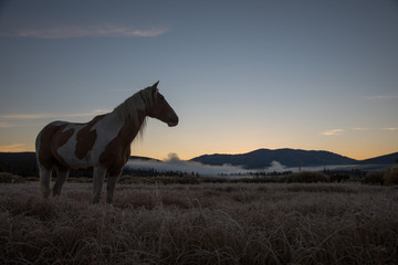 Horse in Yellowstone