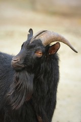 Goat. Black goat. Devil in the garden. Pasture