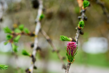 Flowering larch, in a beautiful natural background