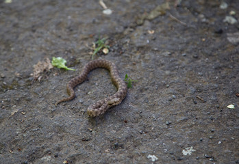 a viper on the road